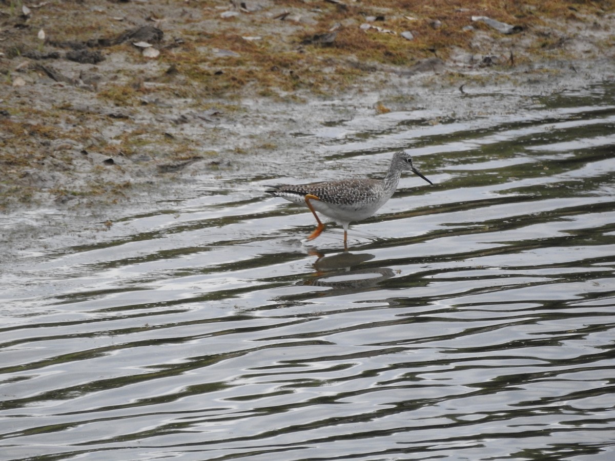 Greater Yellowlegs - ML327294921