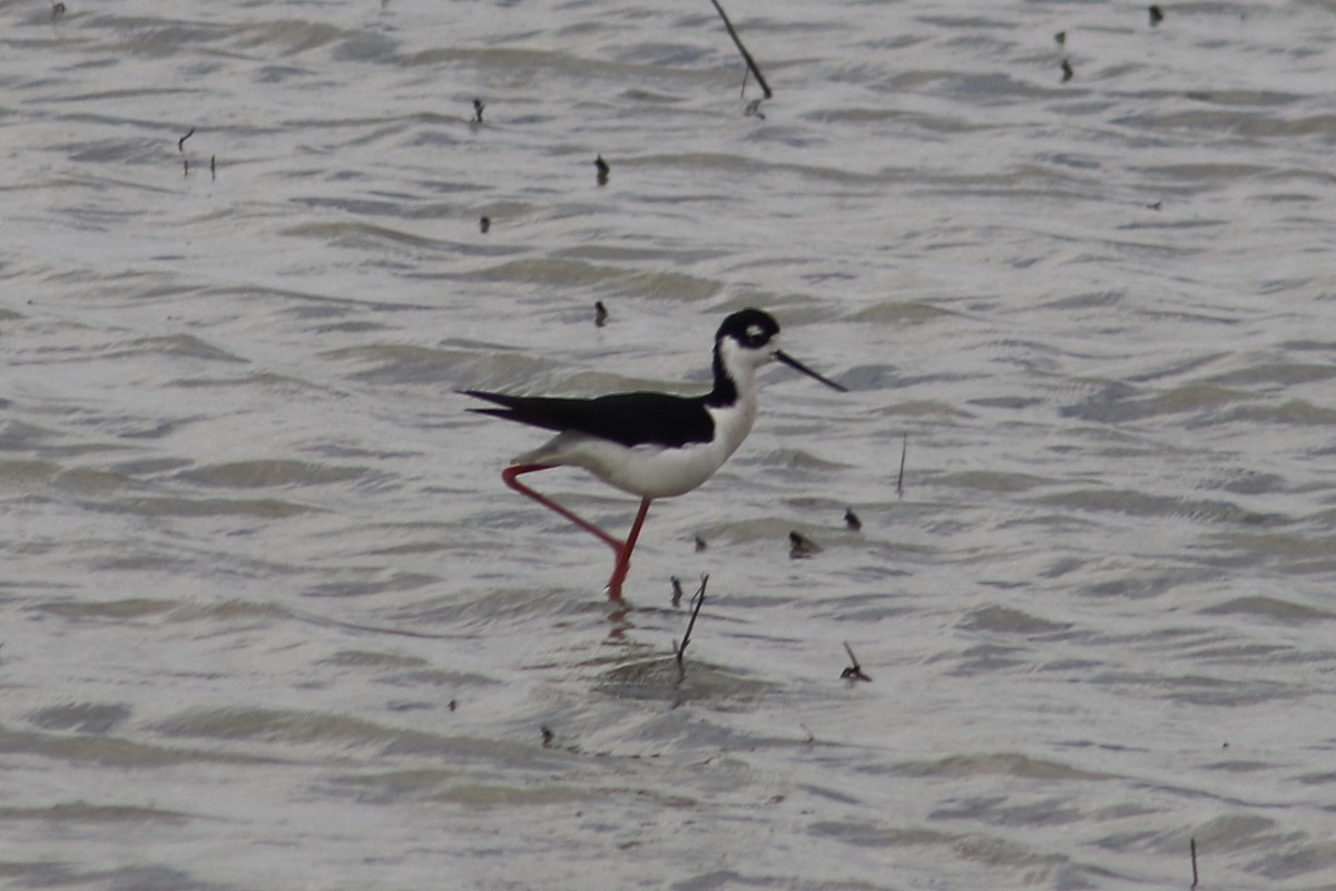 Black-necked Stilt - ML327296951