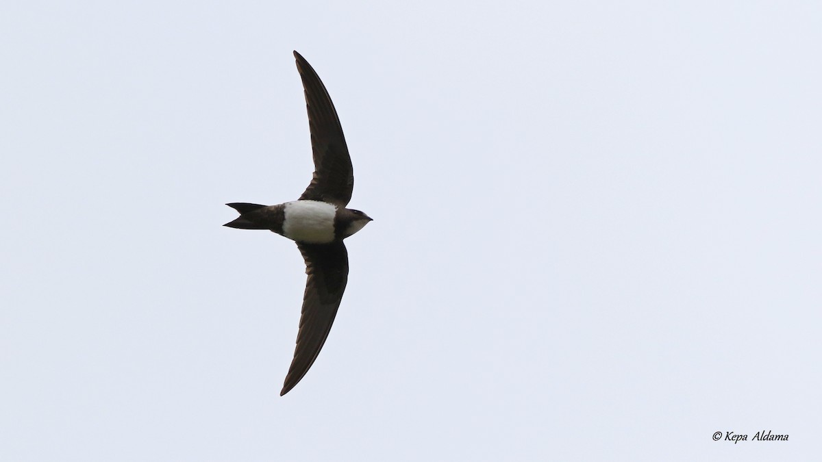 Alpine Swift - ML327296981