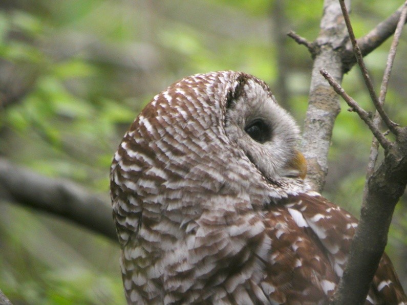 Barred Owl - ML32729791