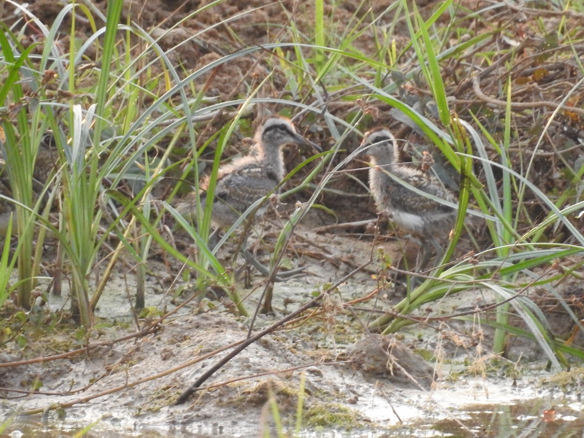 Greater Painted-Snipe - ML327298511