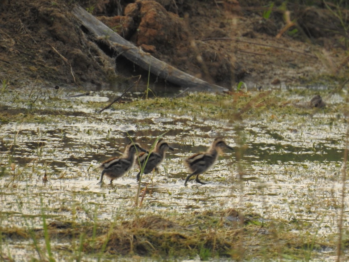 Greater Painted-Snipe - ML327298661
