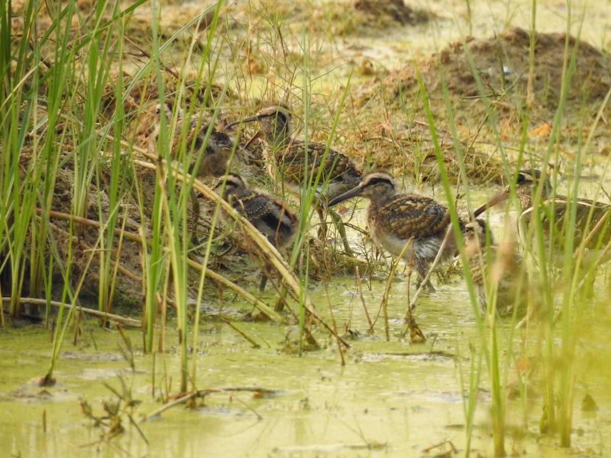 Greater Painted-Snipe - ML327299051