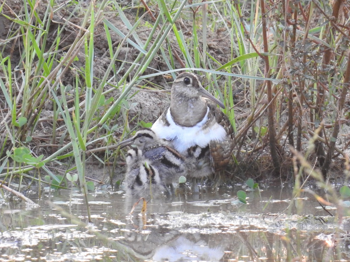 Greater Painted-Snipe - ML327299561