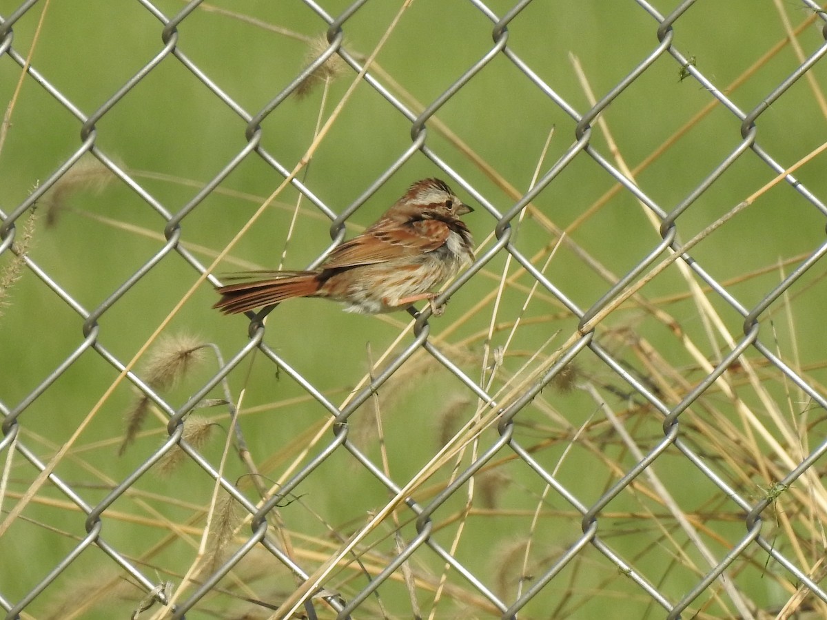 Song Sparrow - Ron Marek