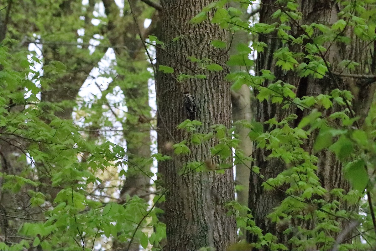 Yellow-bellied Sapsucker - ML327300671