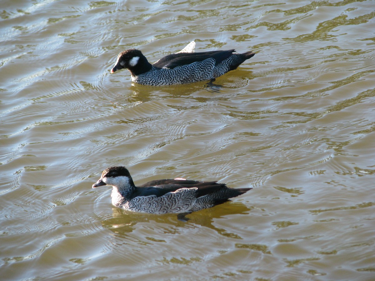 Green Pygmy-Goose - ML327301311