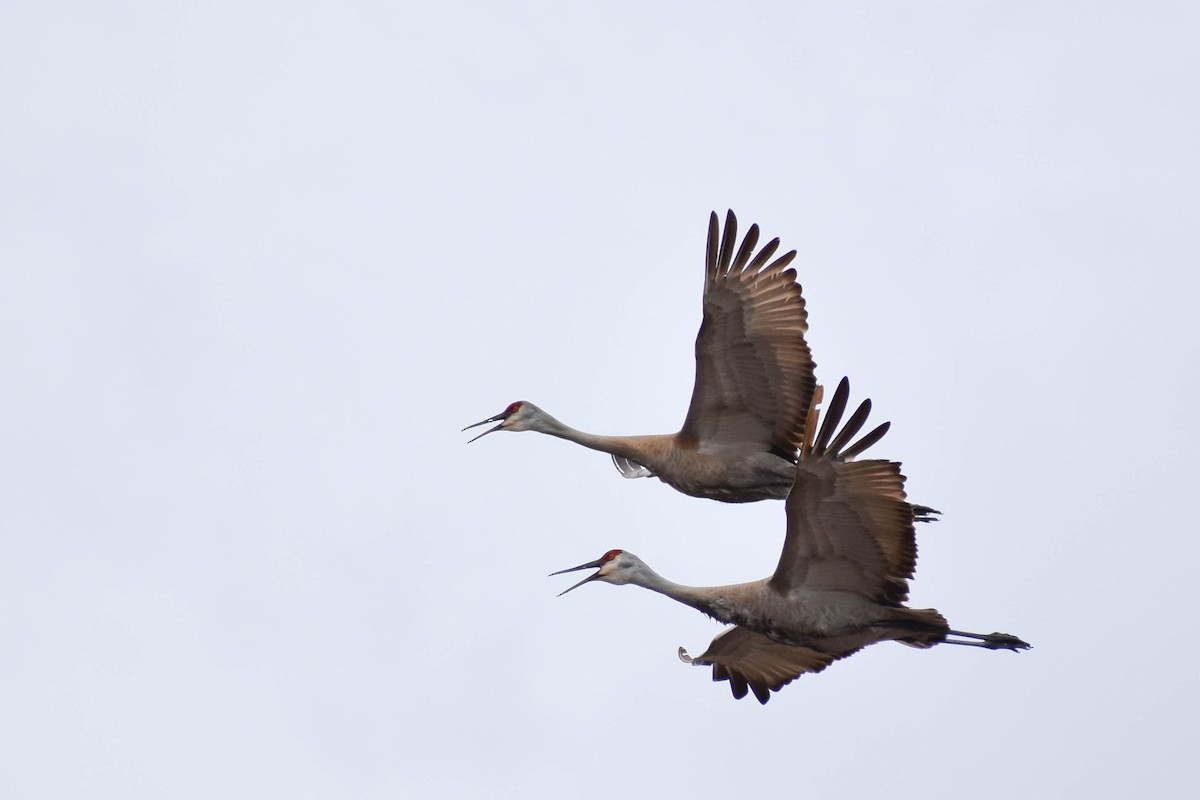 Sandhill Crane - Andrea Heine