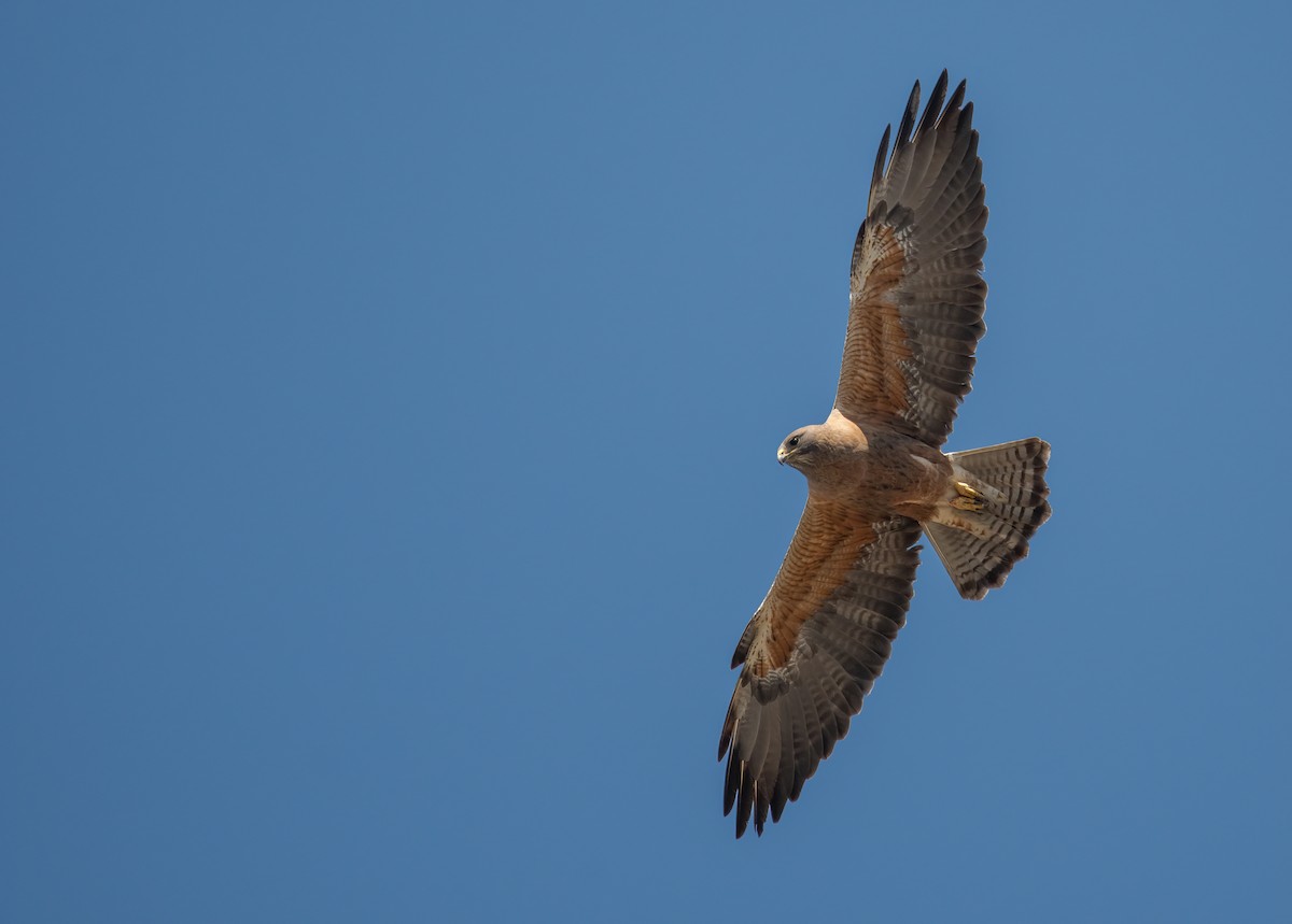 Swainson's Hawk - ML327302041