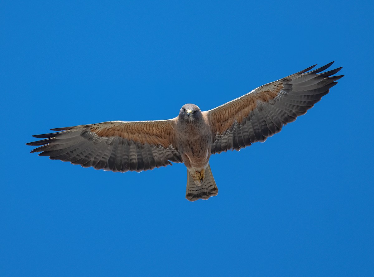 Swainson's Hawk - ML327302141