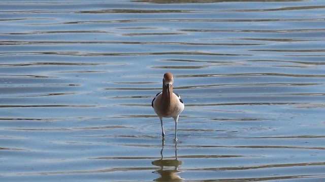 Avocette d'Amérique - ML327303451