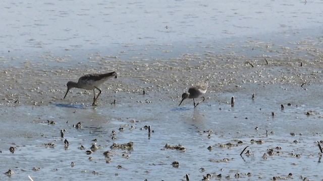 Lesser Yellowlegs - ML327303751