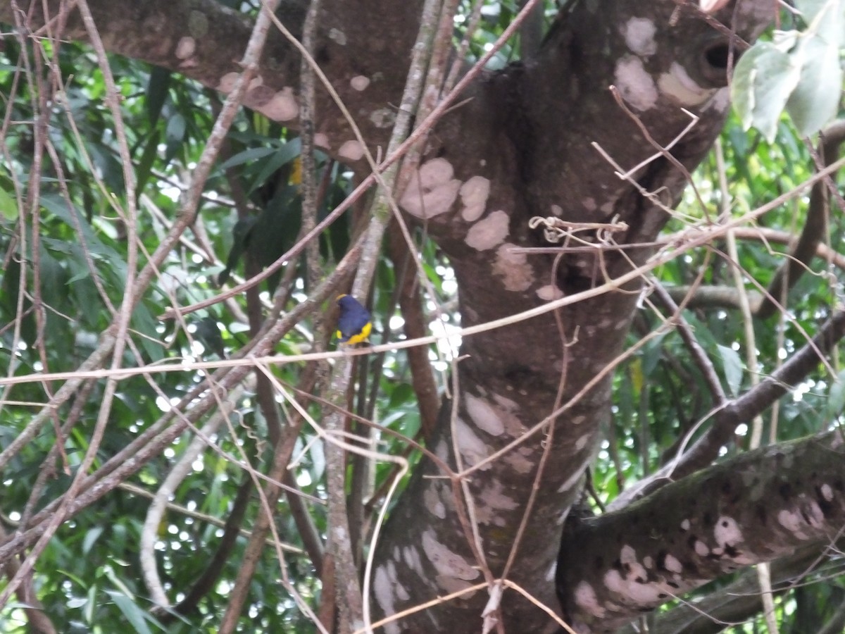 Thick-billed Euphonia - ML327304961