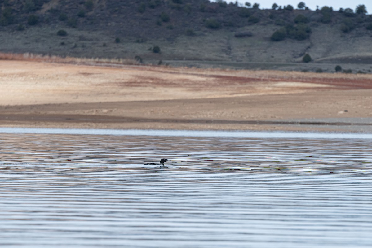 Common Loon - Mike Thompson