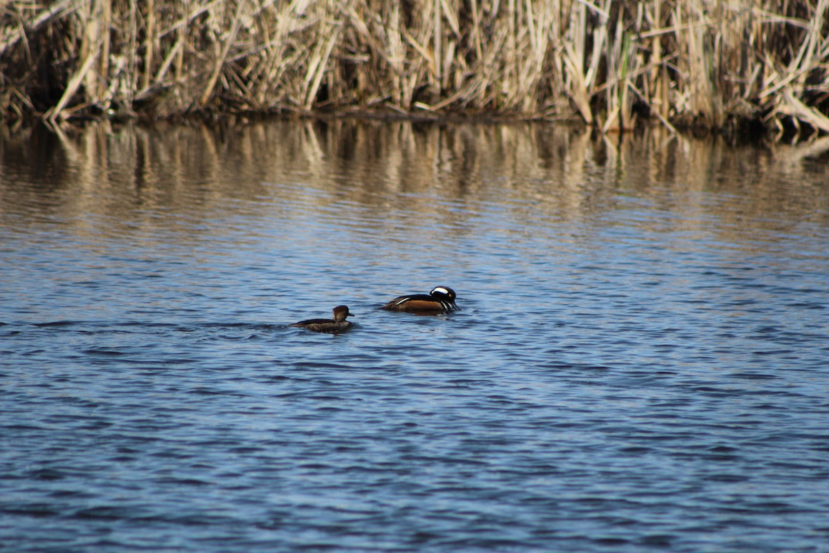 Hooded Merganser - ML327305241