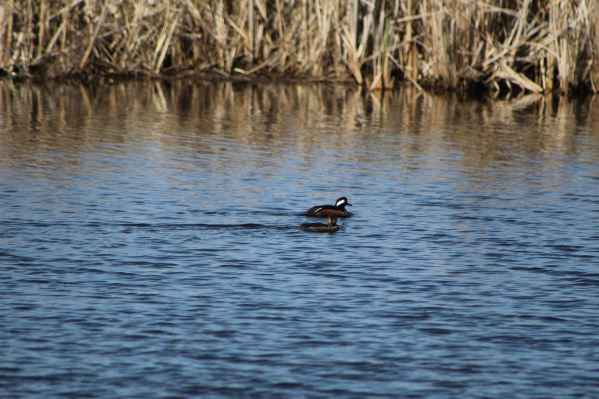 Hooded Merganser - K Novotny