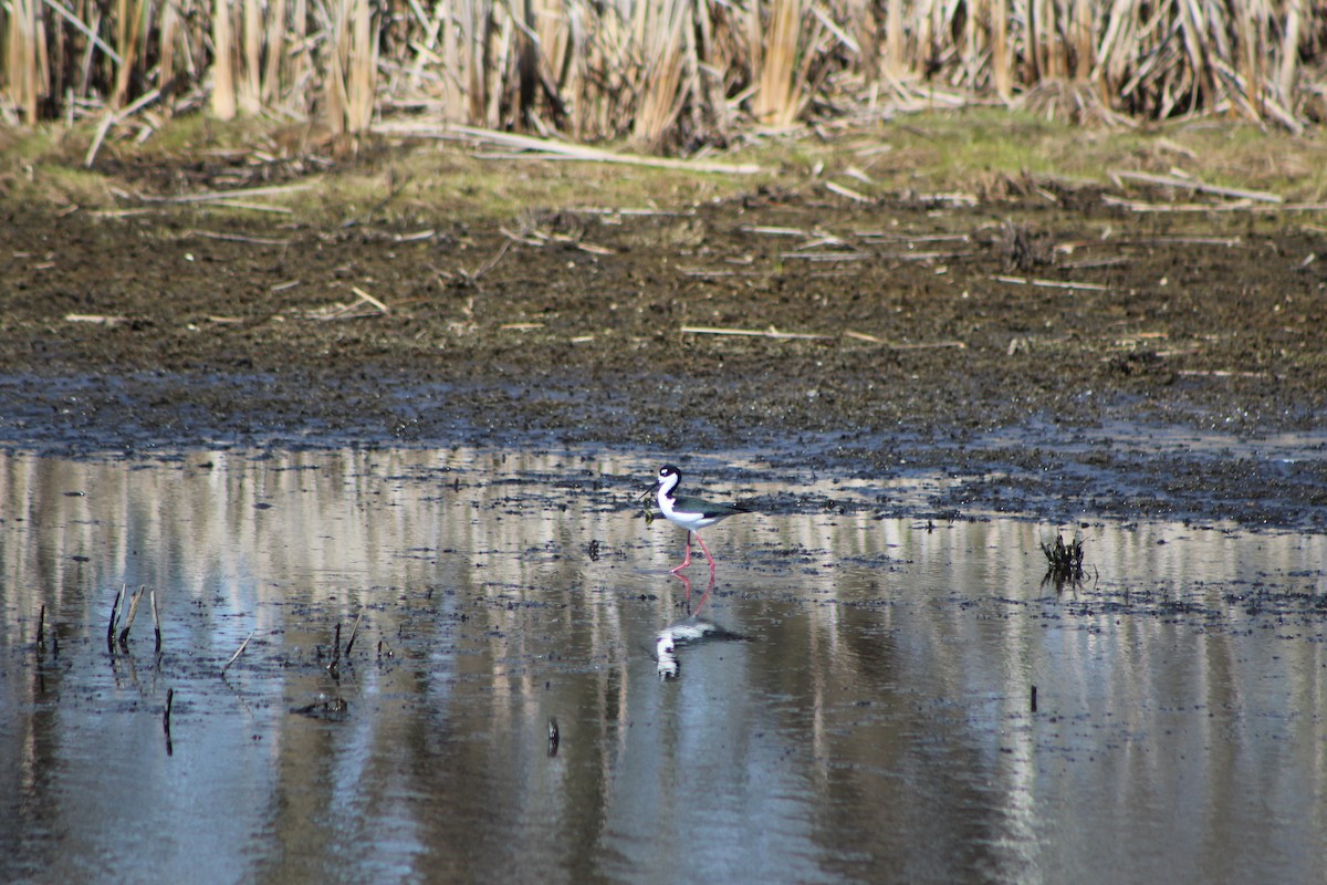 Black-necked Stilt - K Novotny