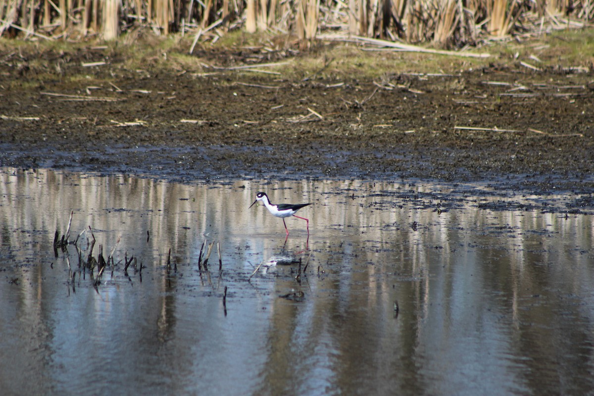 Black-necked Stilt - K Novotny