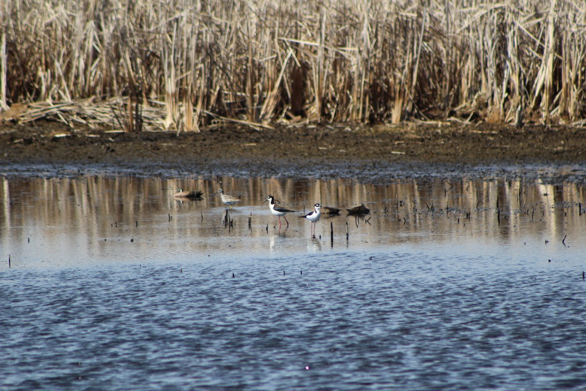 Black-necked Stilt - K Novotny