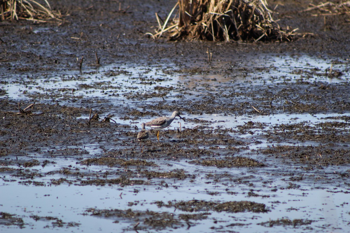 Greater Yellowlegs - ML327305521