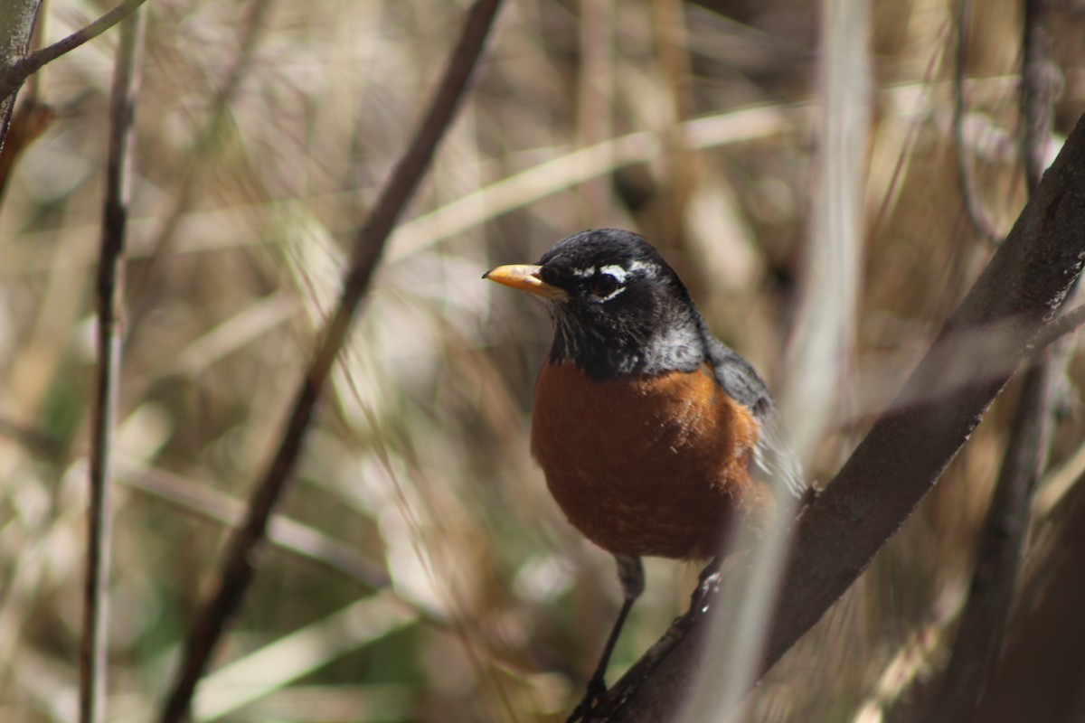 American Robin - K Novotny