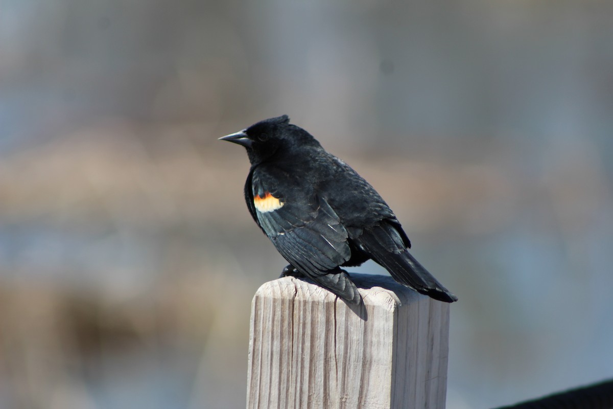 Red-winged Blackbird - K Novotny