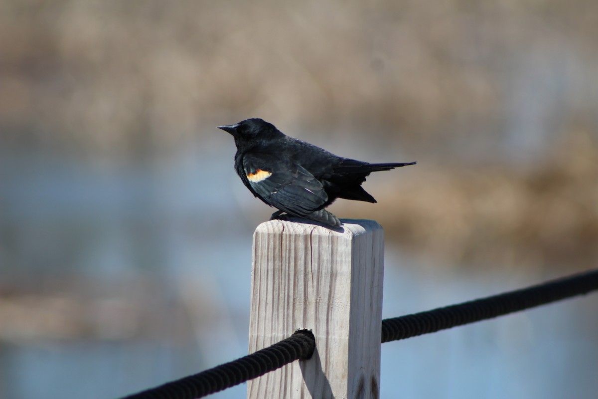 Red-winged Blackbird - ML327305581