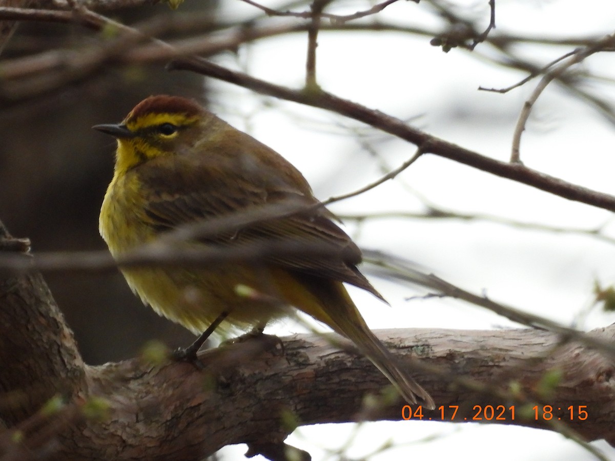 Palm Warbler - ML327305791