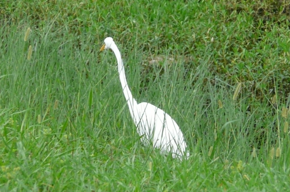 לבנית גדולה - ML32730601