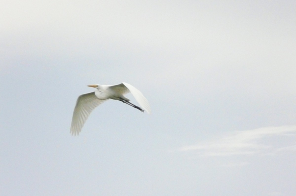 לבנית גדולה - ML32730631