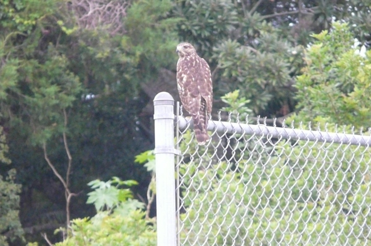 Red-shouldered Hawk - ML32730691