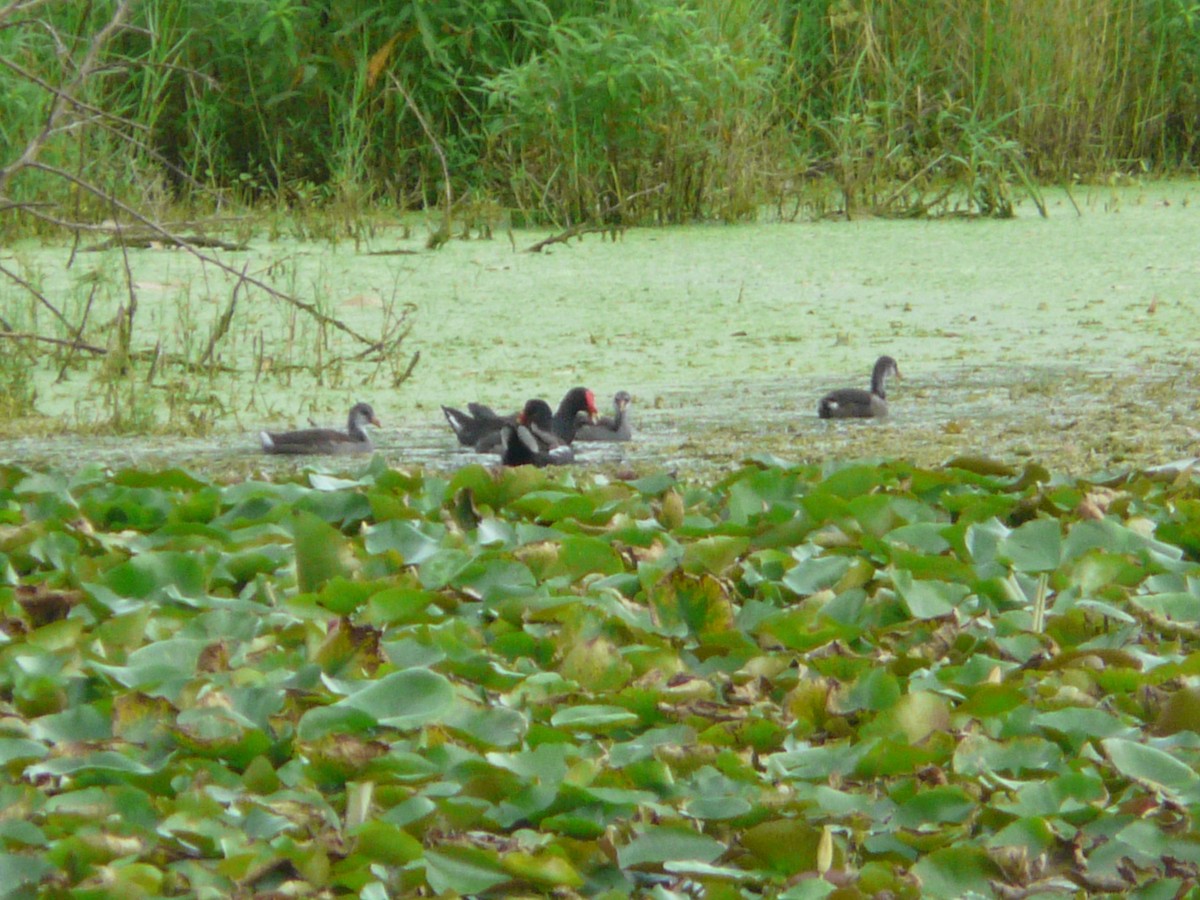 סופית אמריקנית - ML32730741
