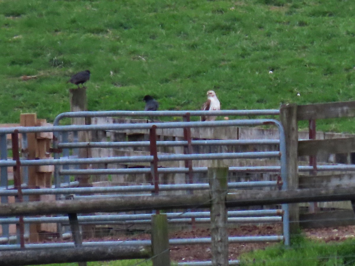 Red-tailed Hawk - ML327307541