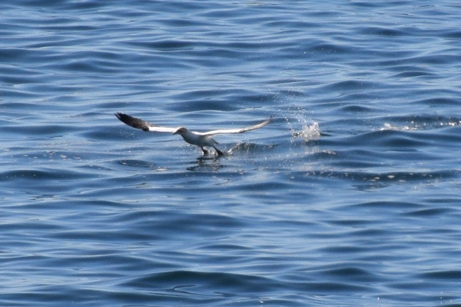 Australasian Gannet - ML32731051