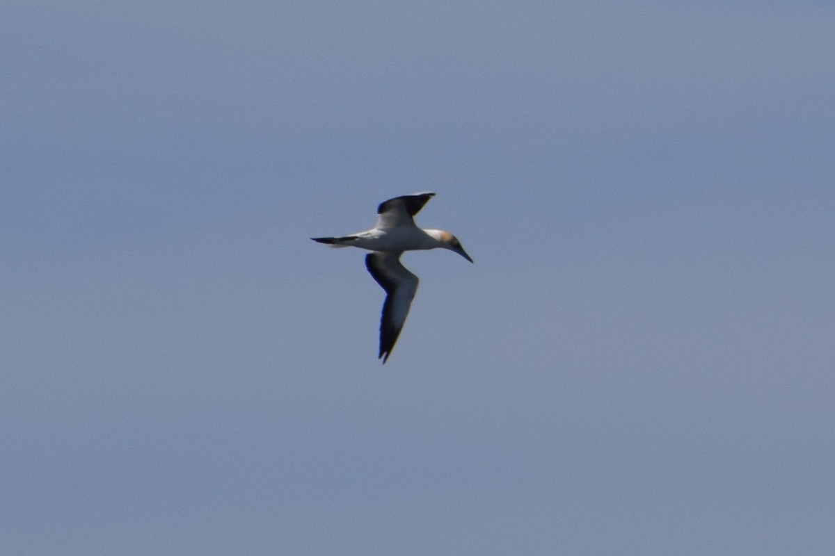 Australasian Gannet - ML32731061