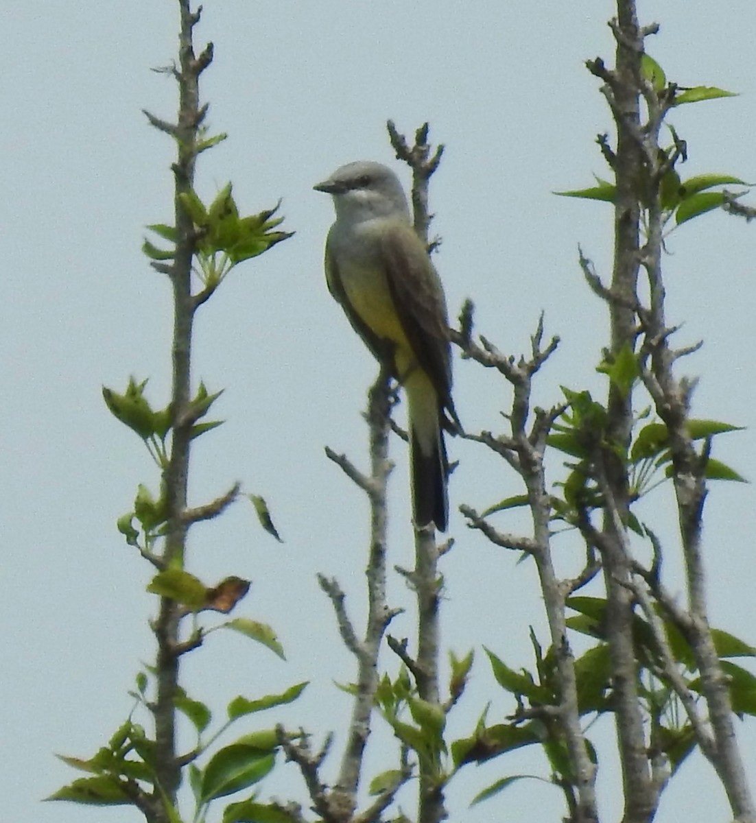 Western Kingbird - ML327312391