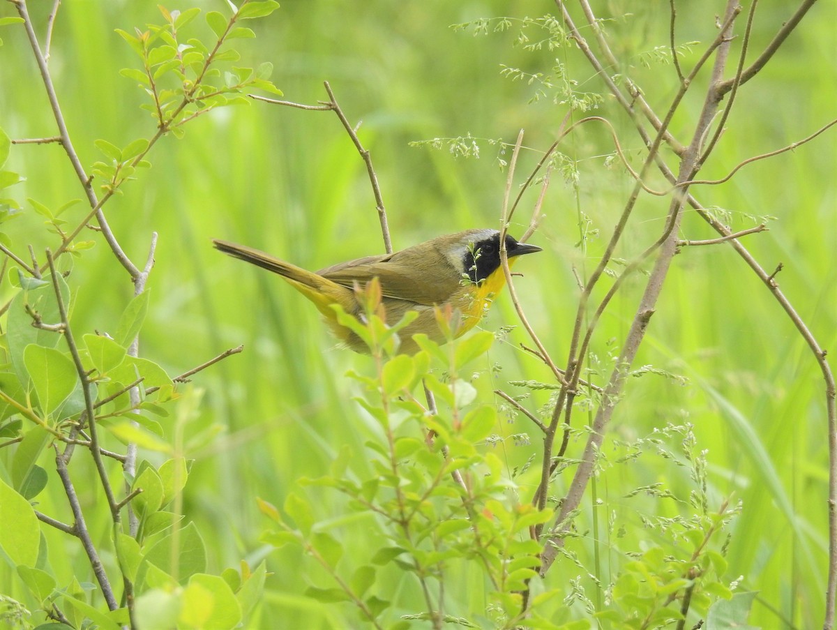 Common Yellowthroat - ML327313871