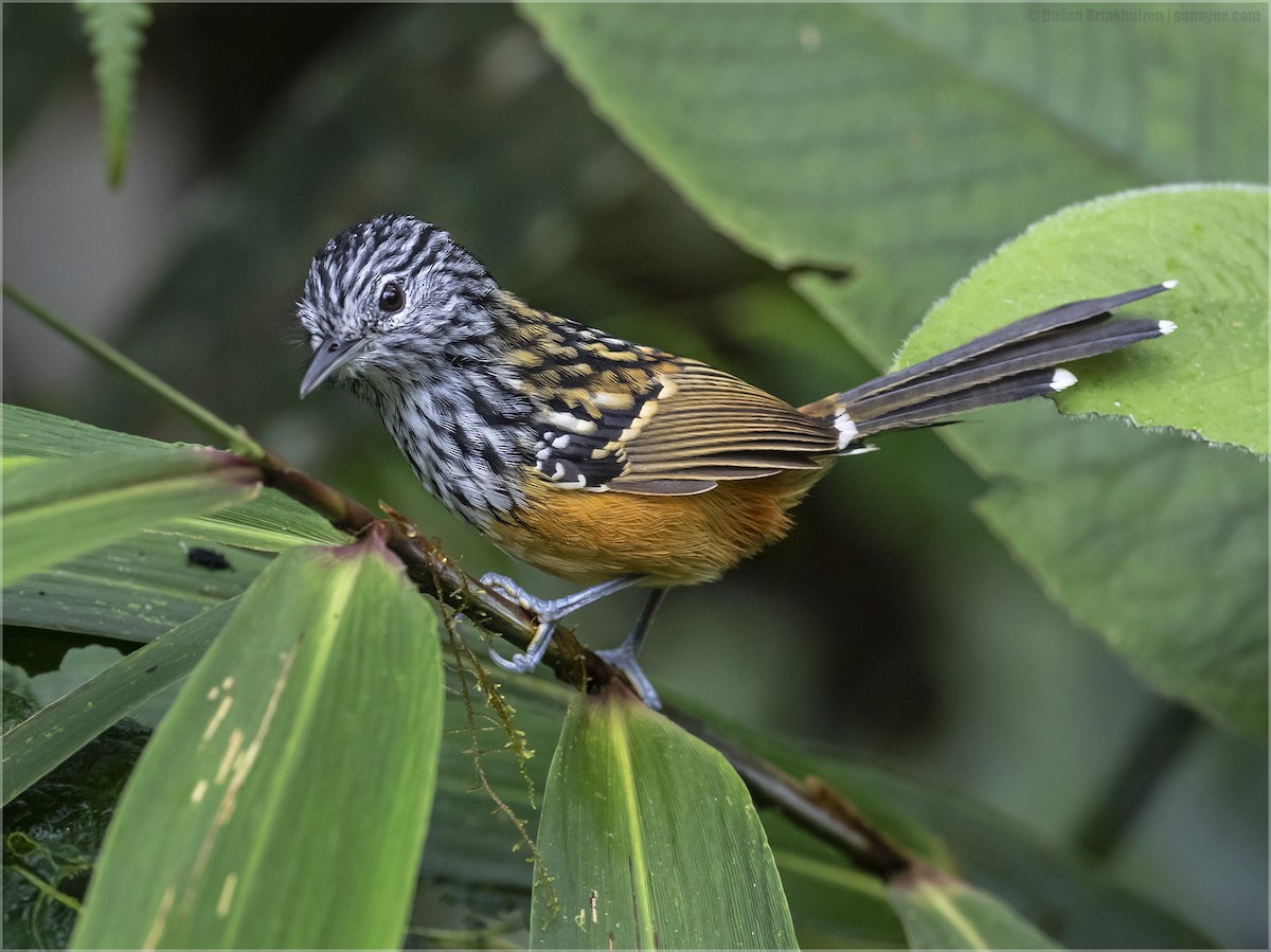 Streak-headed Antbird - ML327315011