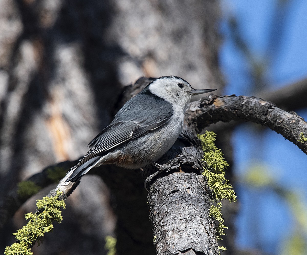 White-breasted Nuthatch - ML327316381