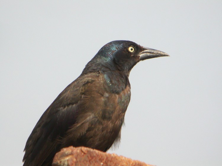 Common Grackle - ML32731751