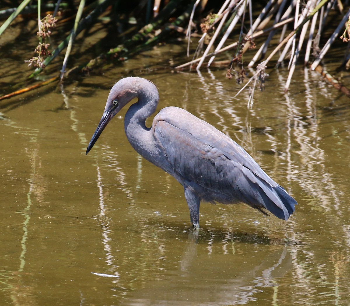 Reddish Egret - ML32731831