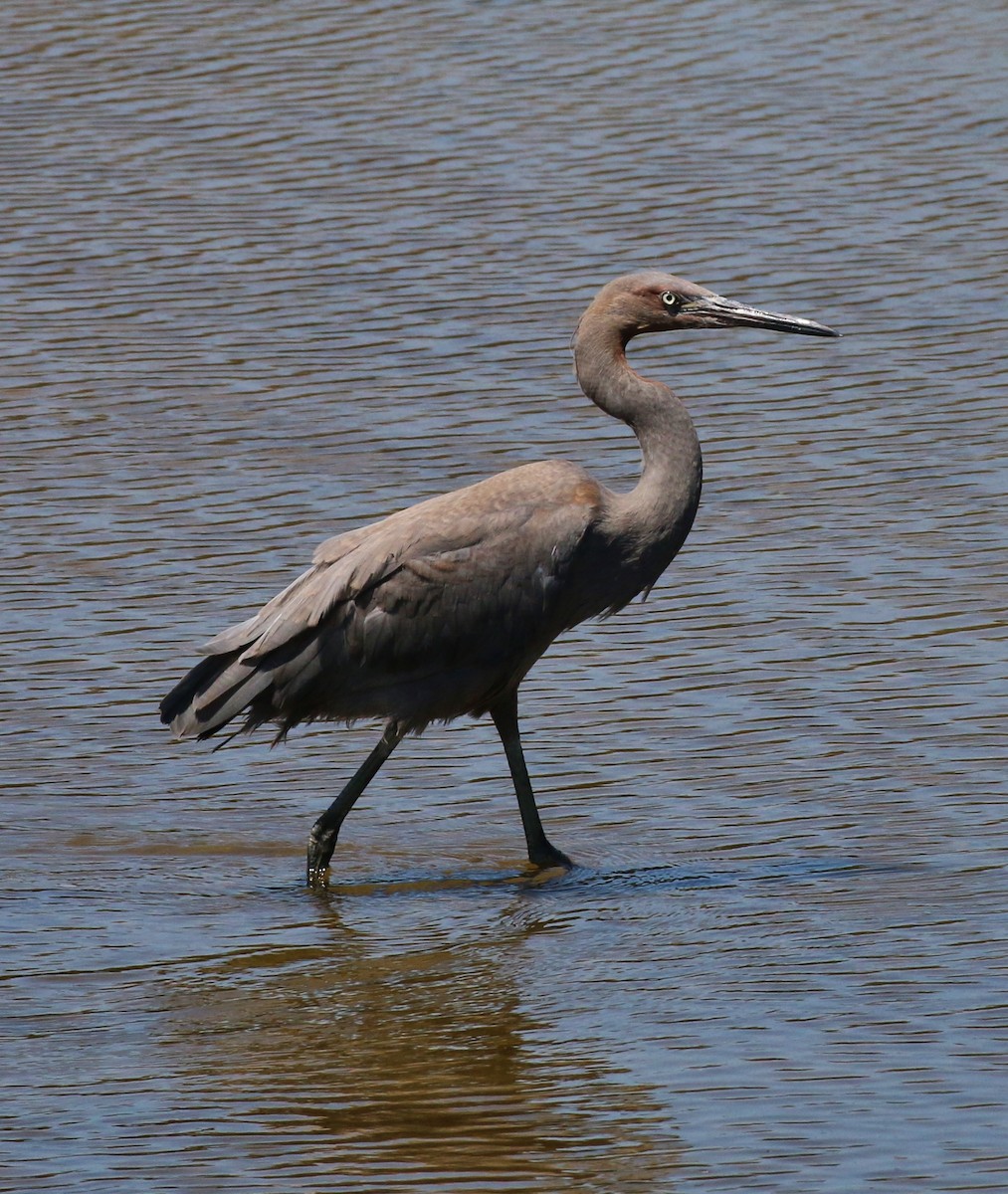 Reddish Egret - ML32731841
