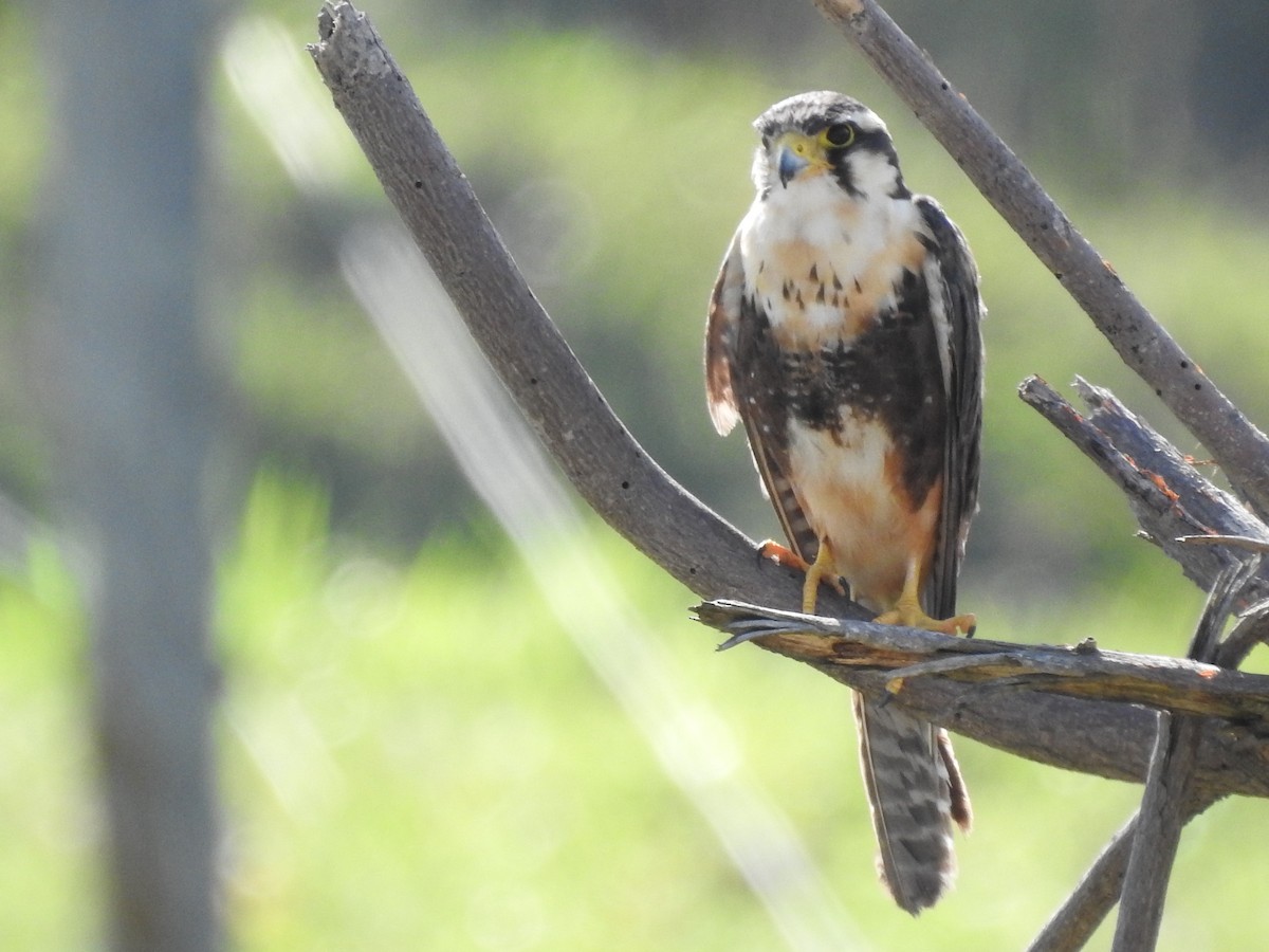 Aplomado Falcon - Liliana Marcela Ospina Sánchez https://raicesprofundas.co/