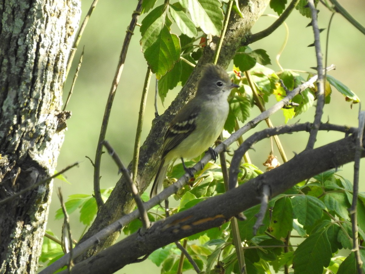 Yellow-bellied Elaenia - Liliana Marcela Ospina Sánchez https://raicesprofundas.co/