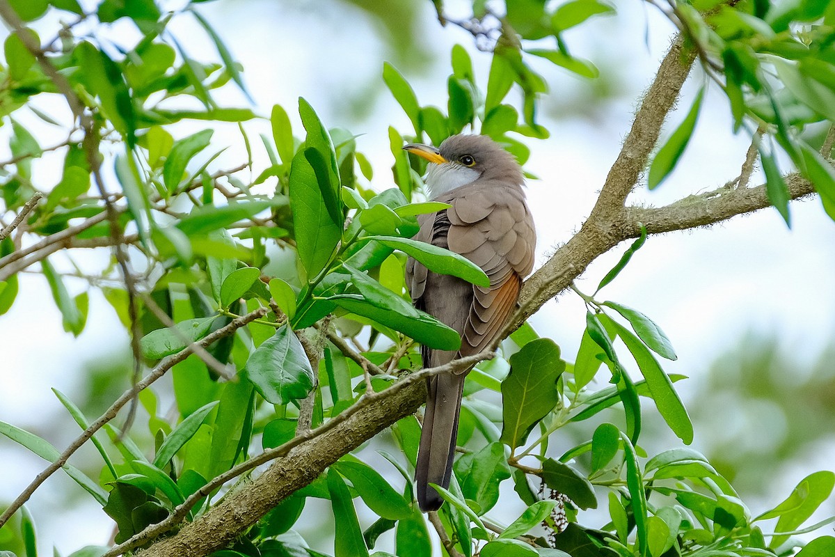 Yellow-billed Cuckoo - James Smithers