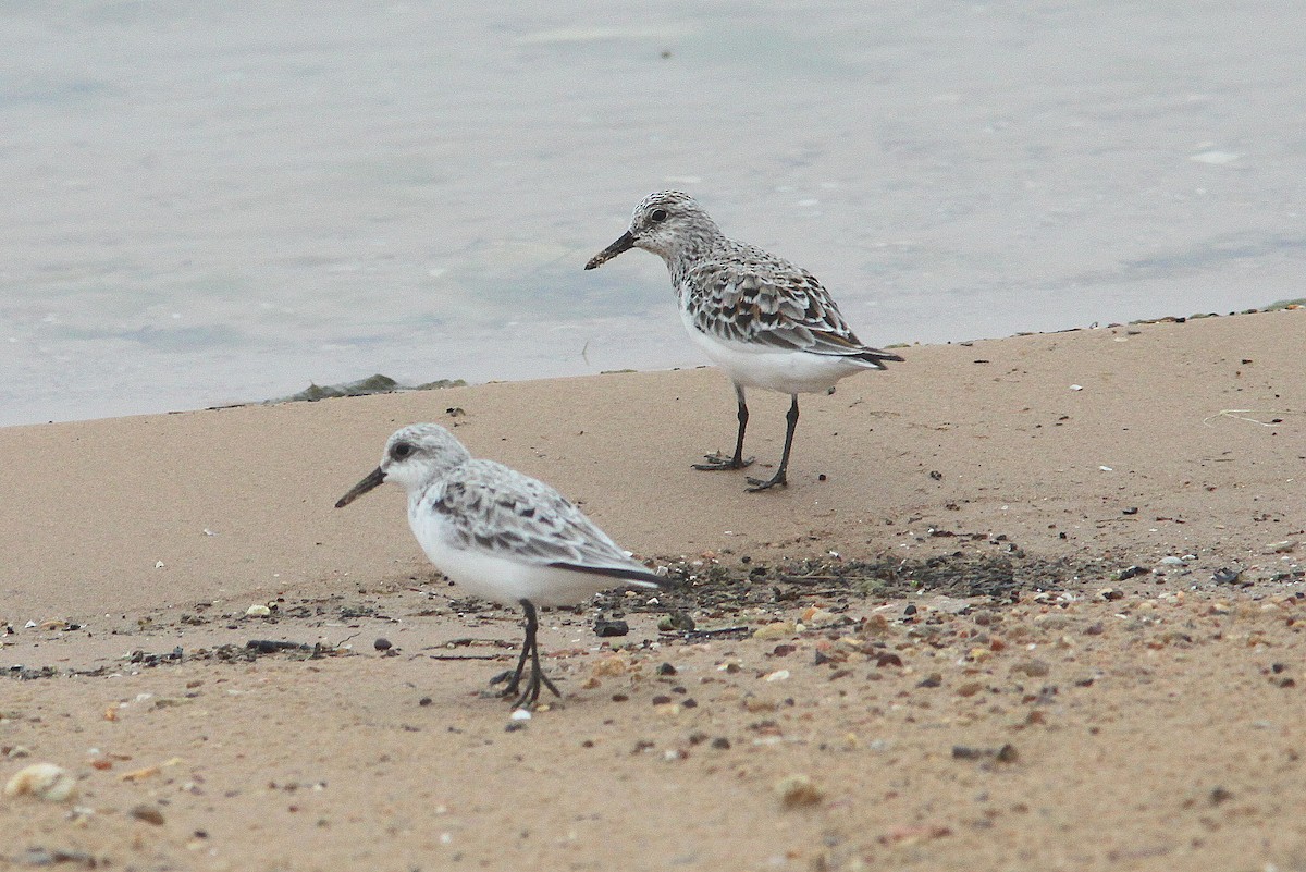 Bécasseau sanderling - ML327322921