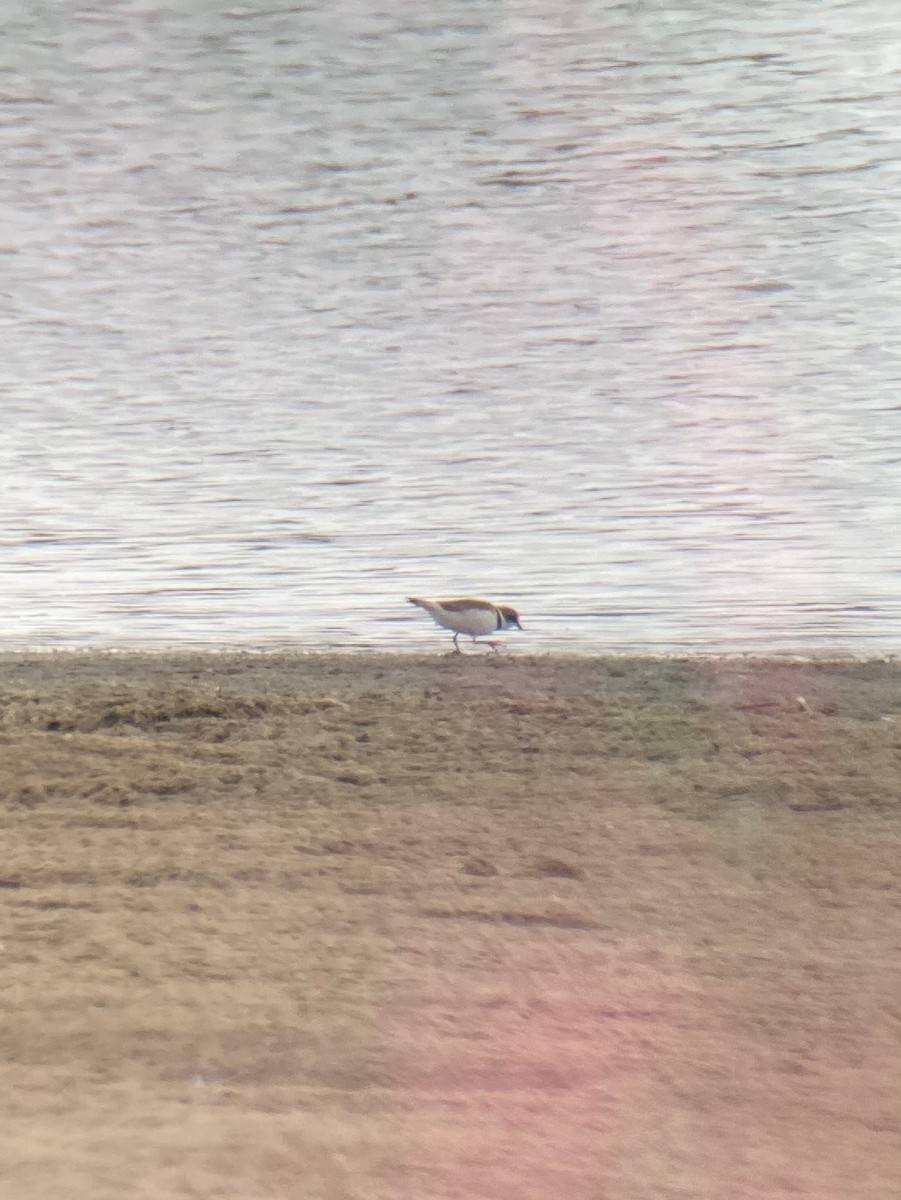 Semipalmated Plover - Van Rudd