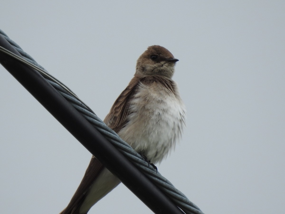 Northern Rough-winged Swallow - ML327327271