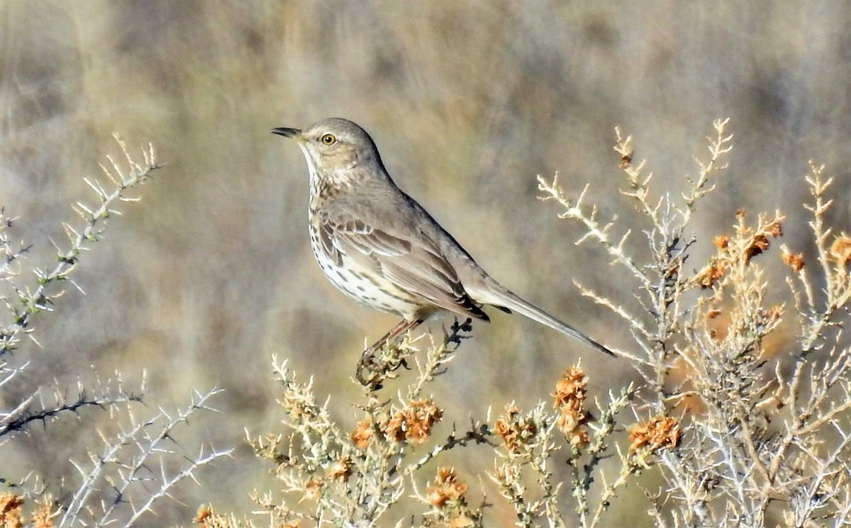 Sage Thrasher - ML327328491