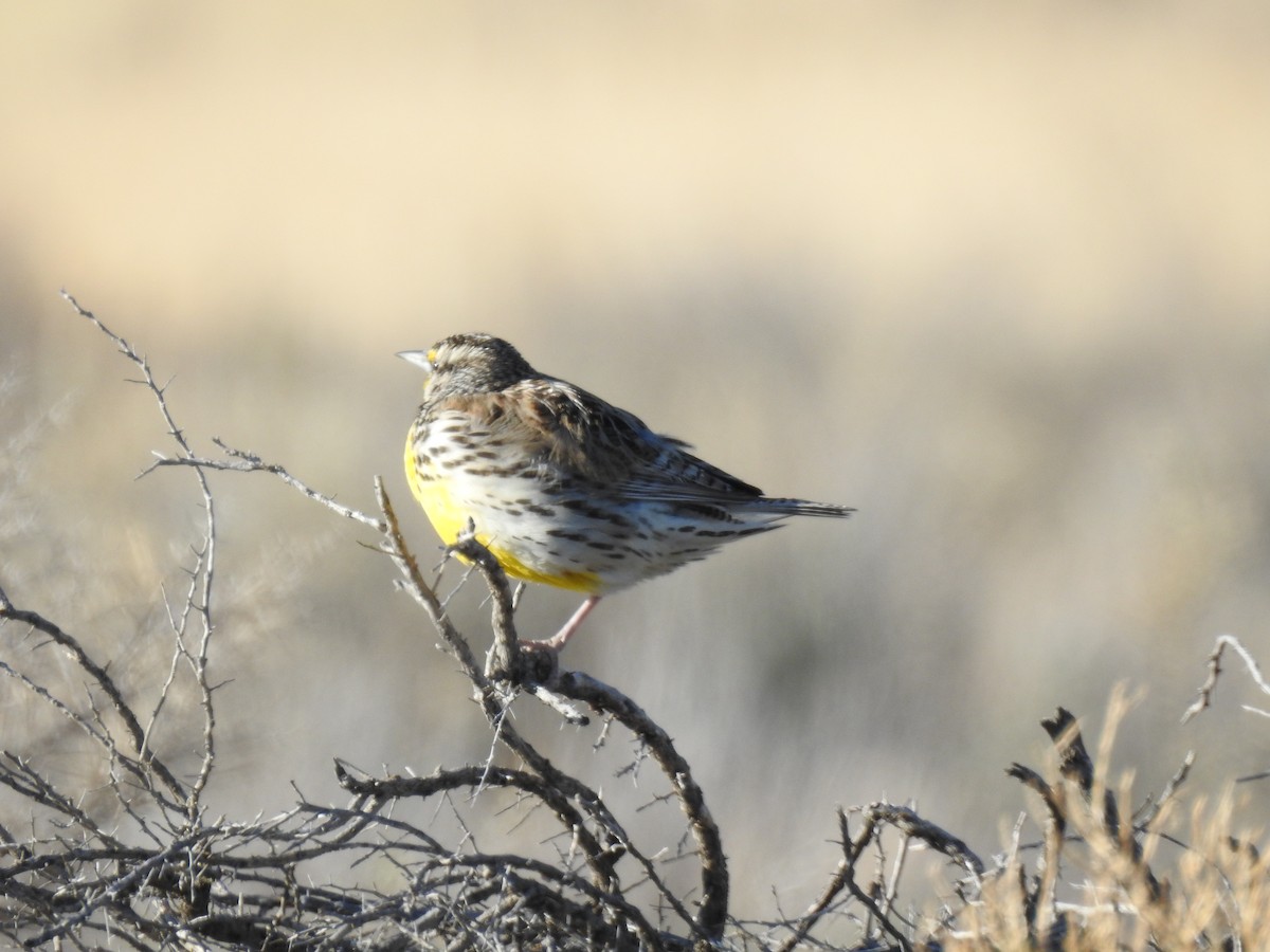 Western Meadowlark - ML327328661